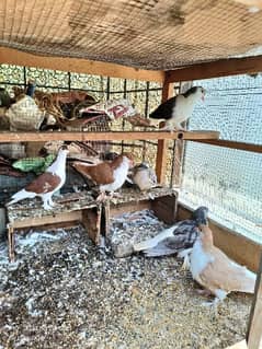 Sherazi Pigeons for sale, healthy and active . .