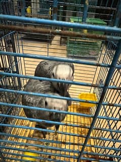 African Grey Self Chicks