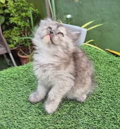 Persian cat / Persian kittens / triple coated /punch face /