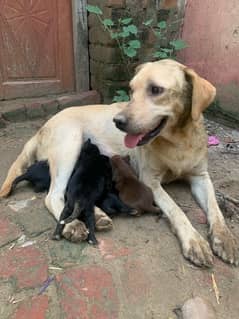 labra dog puppies