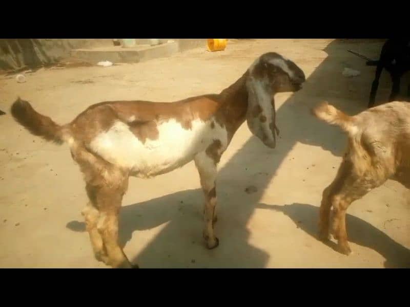 Bakra Kid For Sale 03177835745 4