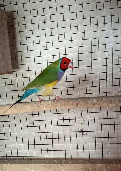 All Finches Mutation gouldian zebra 5