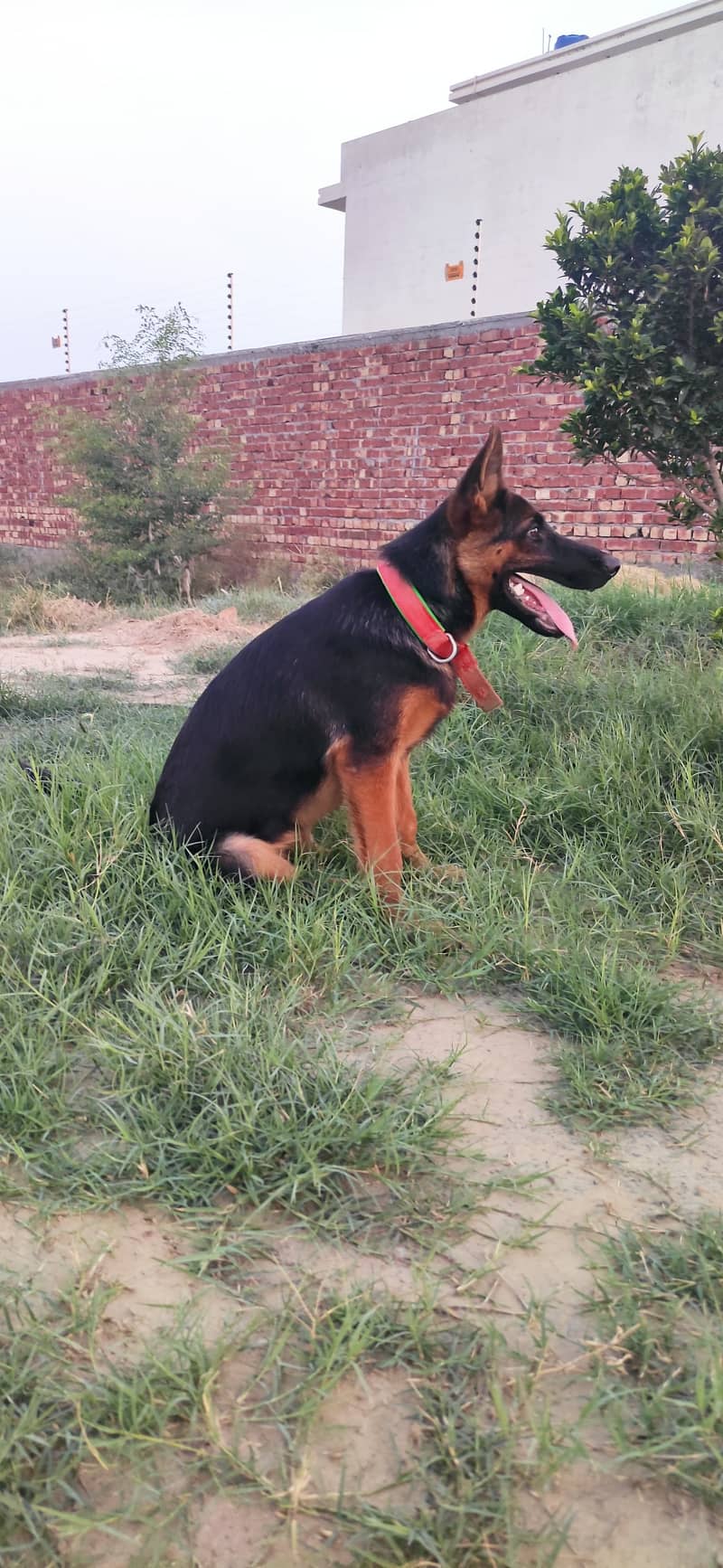 German shepherd pair 6 months of agr for sale in lahore 2