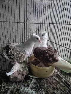 fancy pigeons