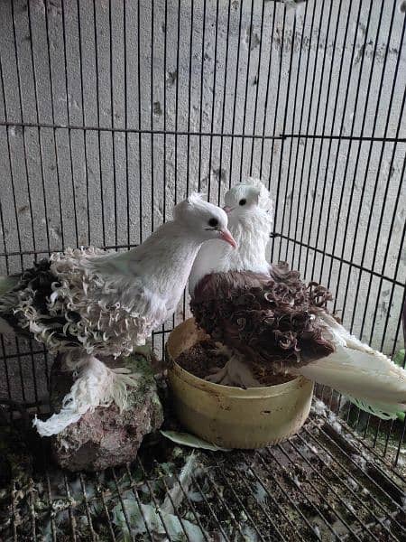 fancy pigeons 0