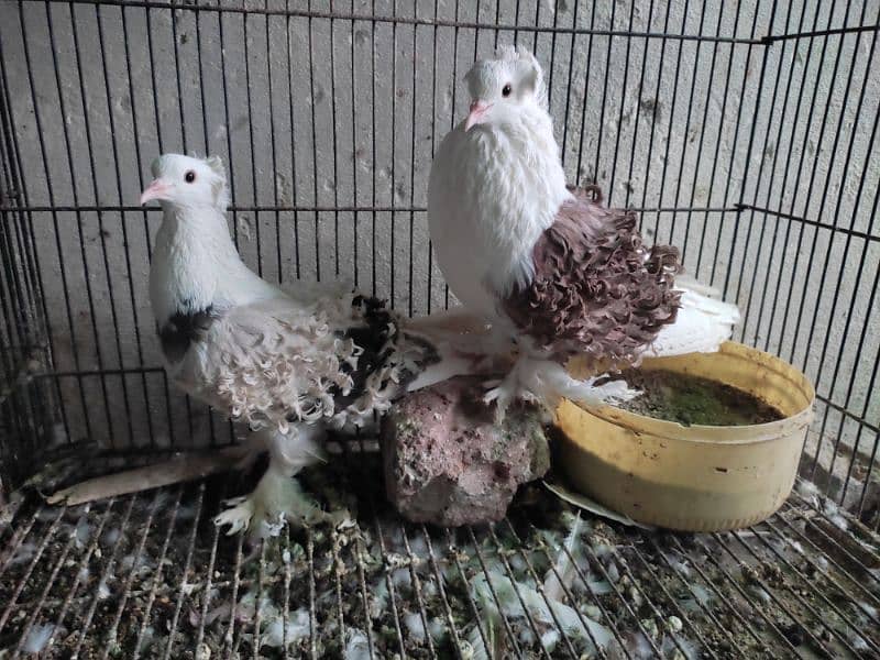 fancy pigeons 1