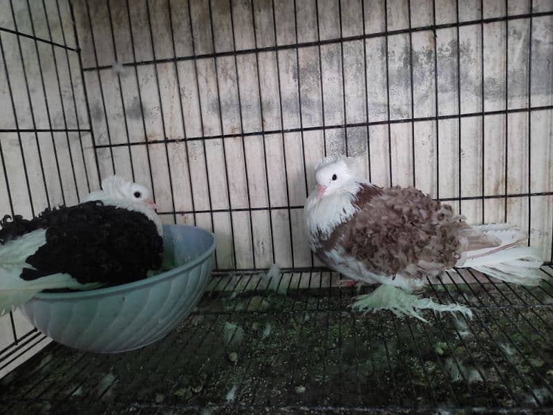 fancy pigeons 3