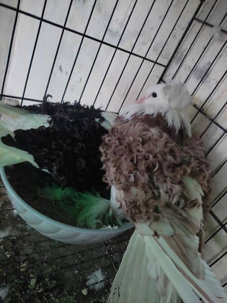 fancy pigeons 4