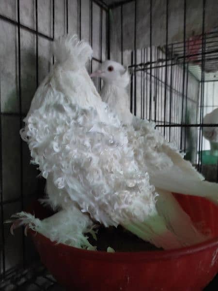 fancy pigeons 5