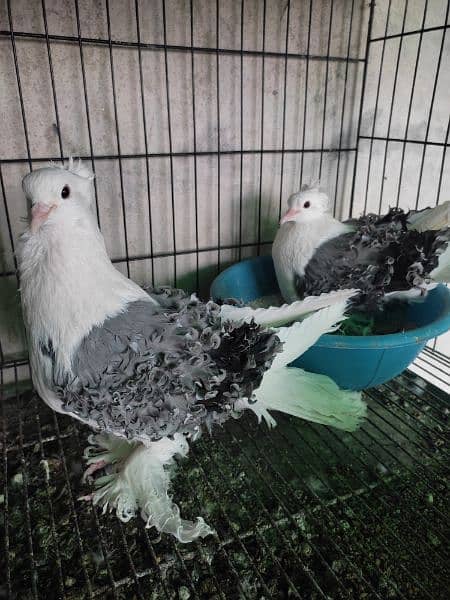 fancy pigeons 6