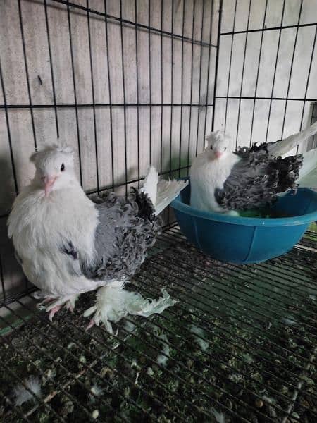 fancy pigeons 8