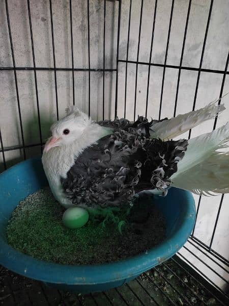 fancy pigeons 10