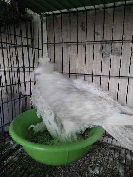 fancy pigeons 11