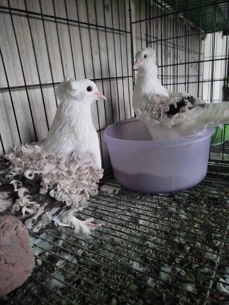 fancy pigeons 12