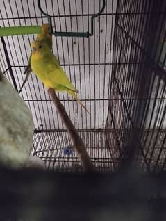 australian parrots pair / budgies pair / breeder pair