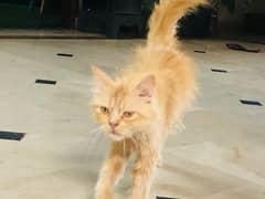 persian cat full trained 0