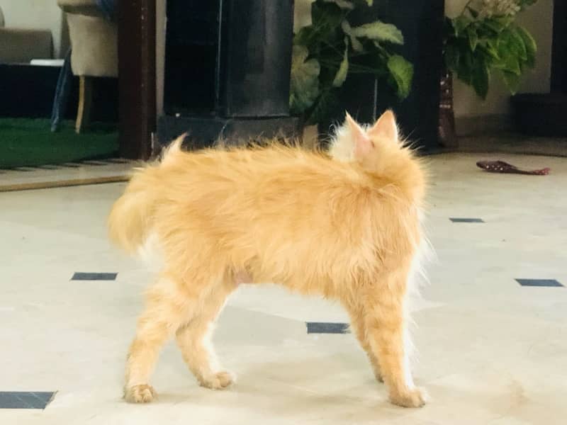 persian cat full trained 2