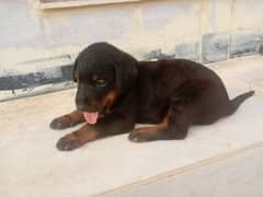 Doberman Female Puppy 0