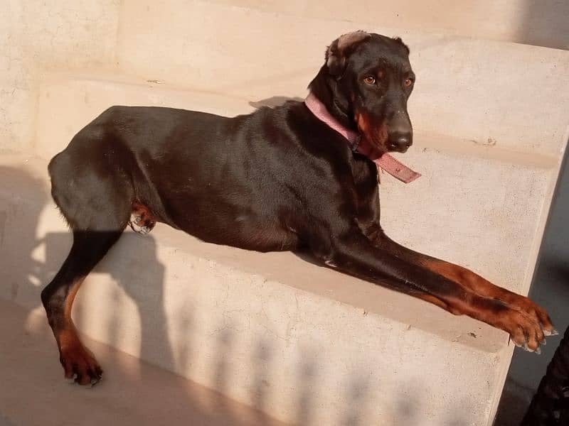 Doberman Female Puppy 3