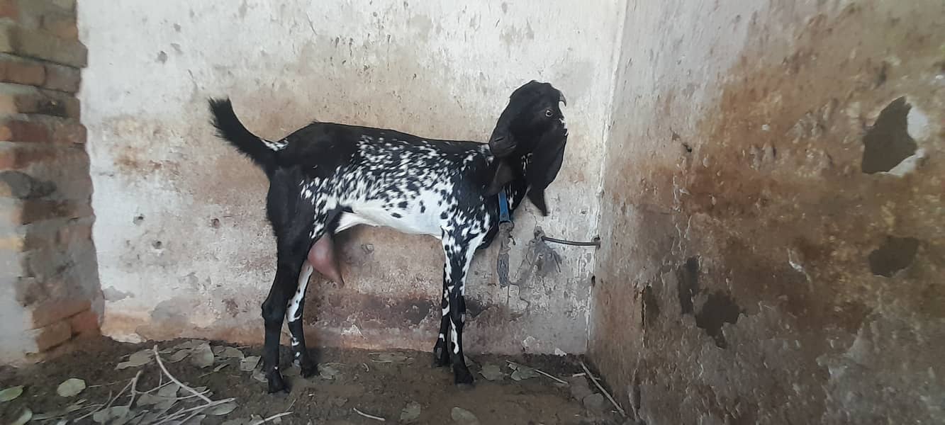 Betal Goat produce 1kg milk everyday 2