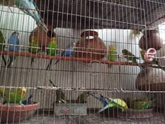 budgies 0