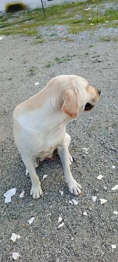 female Labrador