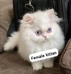 Persian fluffy kittens/X punch/Punch