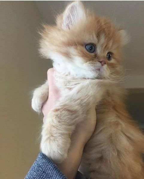 Persian fluffy kittens/X punch/Punch 1