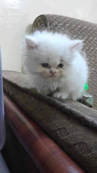 Persian fluffy kittens/X punch/Punch 2