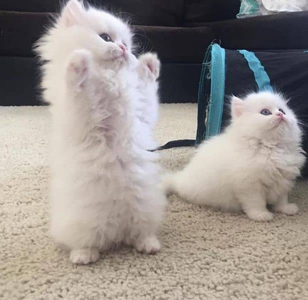 Persian fluffy kittens/X punch/Punch 3