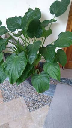 Colocasia