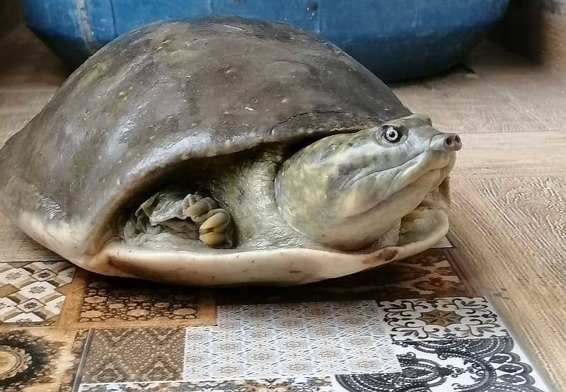 Indian flapshell turtle 2