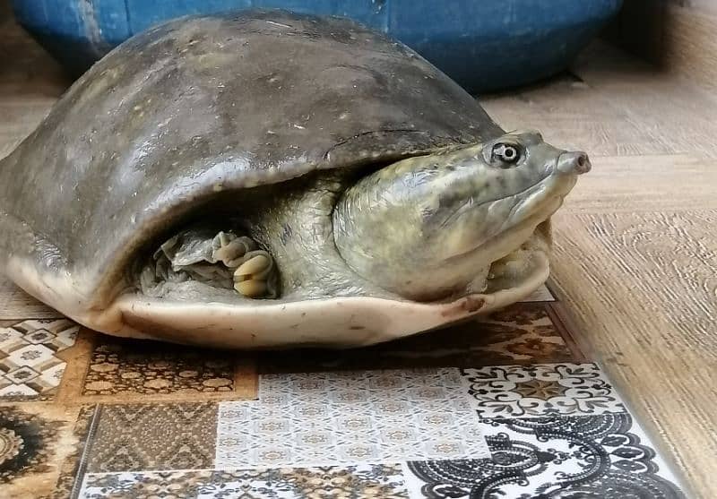 Indian flapshell turtle 3