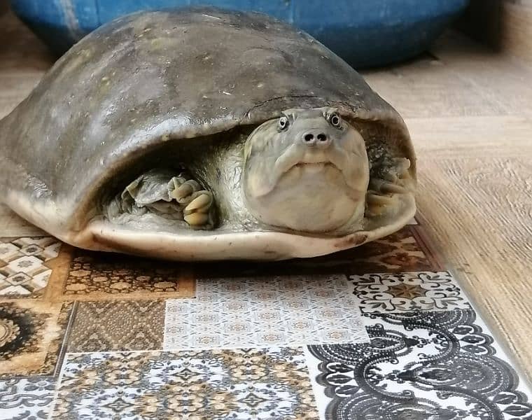 Indian flapshell turtle 4