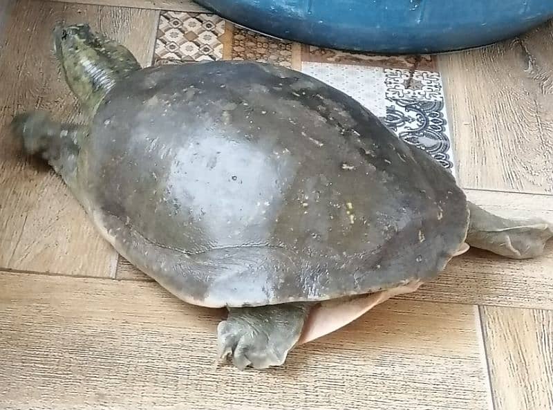 Indian flapshell turtle 7