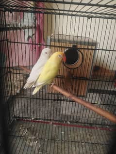 Crimino male albino red eye female breeder pair