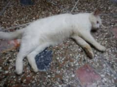 cat for sale 6000 0