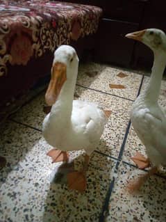 lambi gardan wali duck