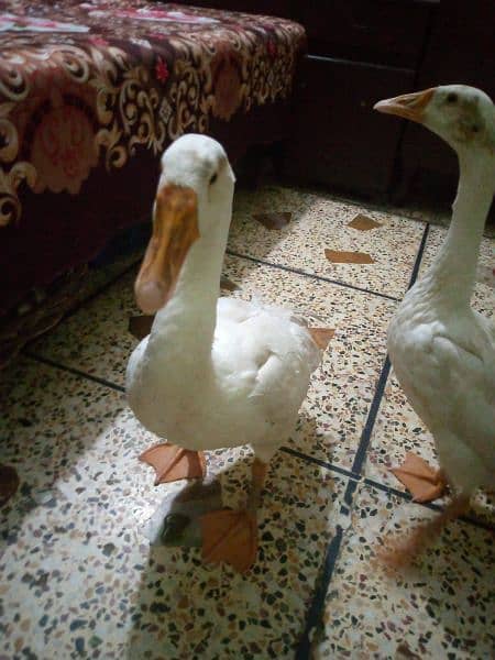 lambi gardan wali duck 0