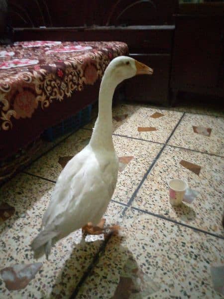 lambi gardan wali duck 1