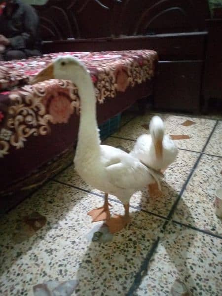 lambi gardan wali duck 2