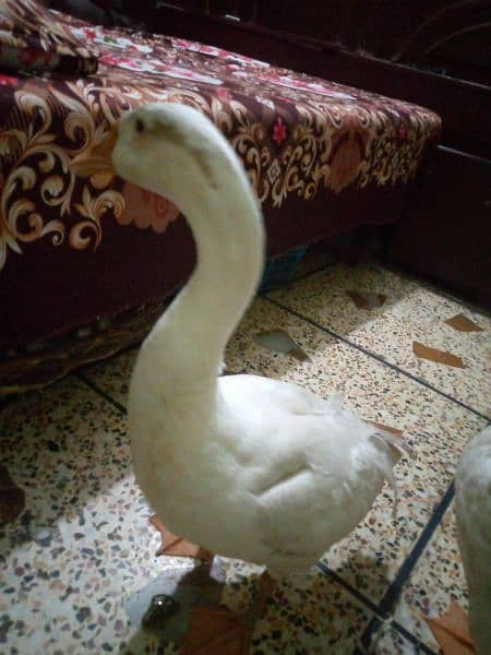 lambi gardan wali duck 3