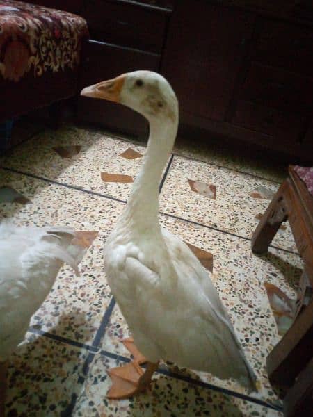 lambi gardan wali duck 5