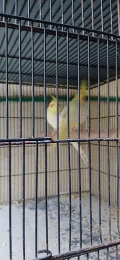 cockatiel confirm breeder pair