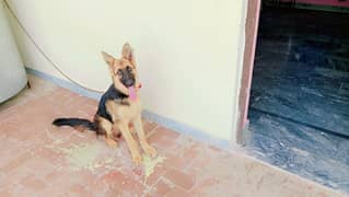 Dog for sale in lodhara city