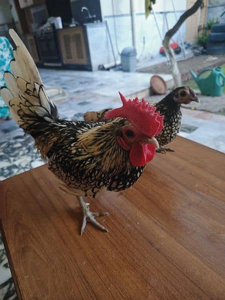 Silver Sebrites and other hens for sale 6