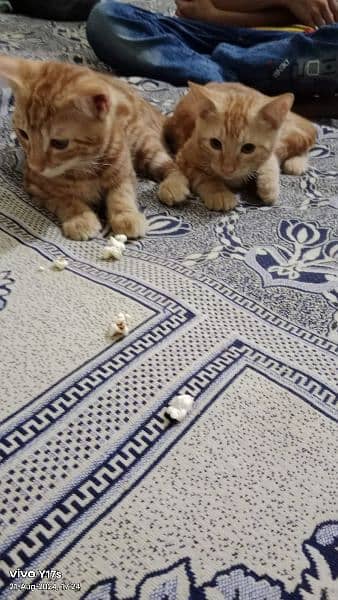 2 cats available for sale. washroom trained and very playing nature . 2