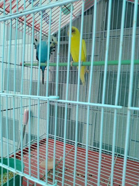 Home Breeder Pairs Lovebird 7