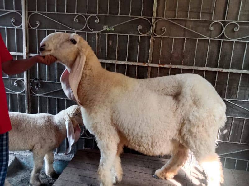 Bakra or kajli female or Sath male bacha 1