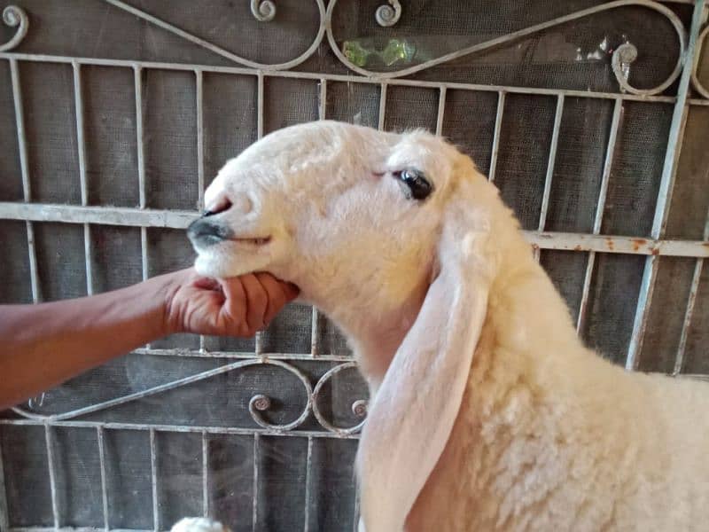 Bakra or kajli female or Sath male bacha 2